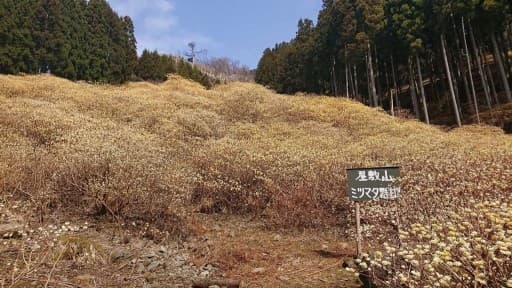 【締切】4月12日(土)屋敷山ミツマタ群生地と赤城南面千本桜 同行者募集【所沢・東所沢発】