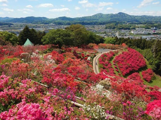 4月27日(日)お花見ハイキング 笠間つつじ公園 同行者募集【和光市発】