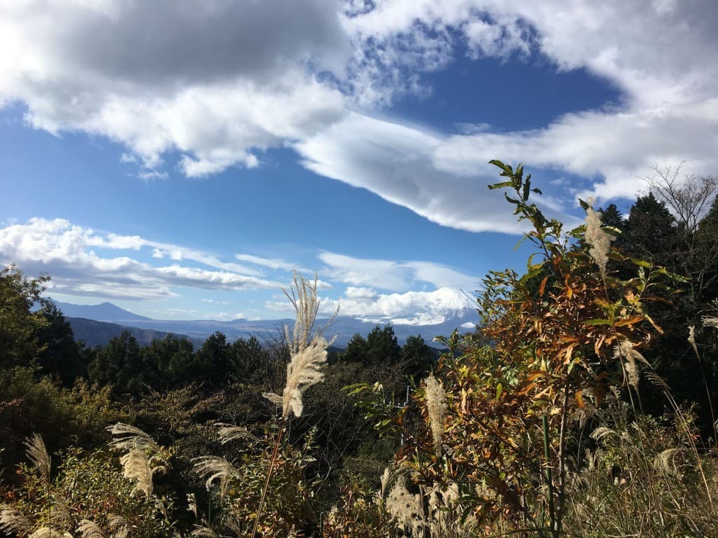 5月7日（水）　やまなみ会　神奈川県　大野山　（簡単コース）参考画像:2