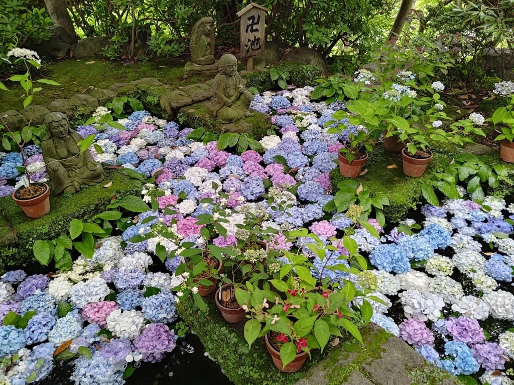 [募集終了] 6/8(日) 鎌倉あじさい お寺ハイキング参考画像:0