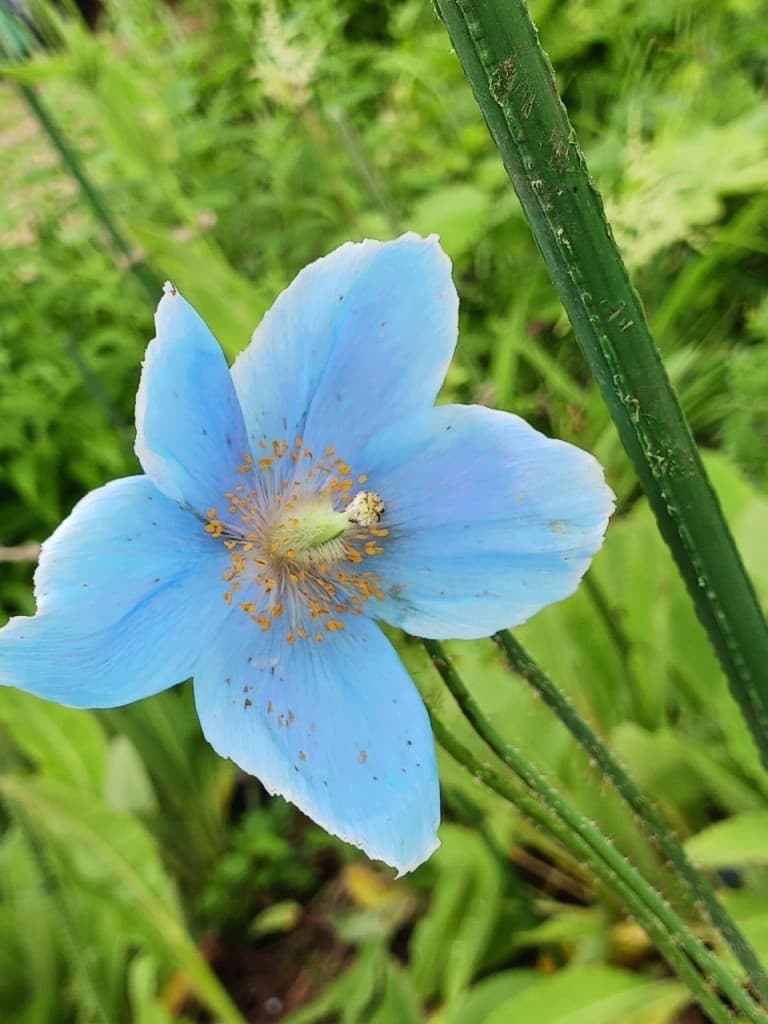 7/12幻白馬五竜植物園ハイキング（川越駅あと1名募集）参考画像:2