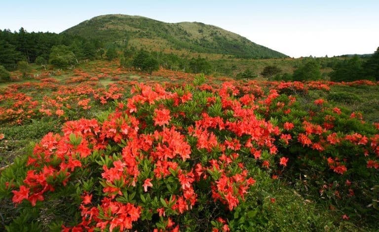 【満員御礼】6月22日(日)レンゲツツジの湯ノ丸山＆烏帽子岳 同行者募集【所沢・東所沢発】参考画像:0