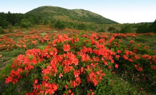 【満員御礼】6月22日(日)レンゲツツジの湯ノ丸山＆烏帽子岳 同行者募集【所沢・東所沢発】参考画像:0