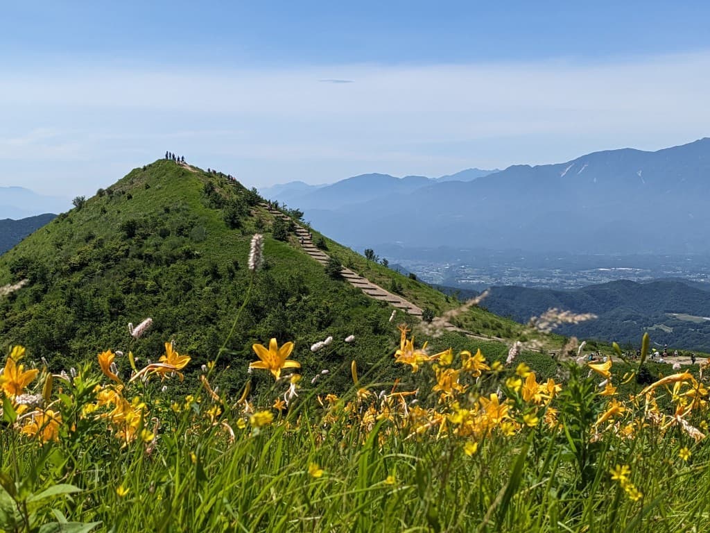 ニッコウキスゲ　ゆる山　飯盛山参考画像:0