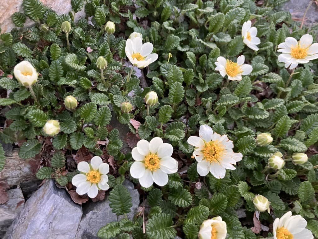 白山（御前峰）参考画像:0
