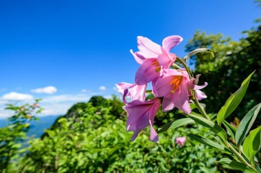 【急募】7月12日(土)ヒメサユリの浅草岳 同行者募集【所沢･東所沢発】