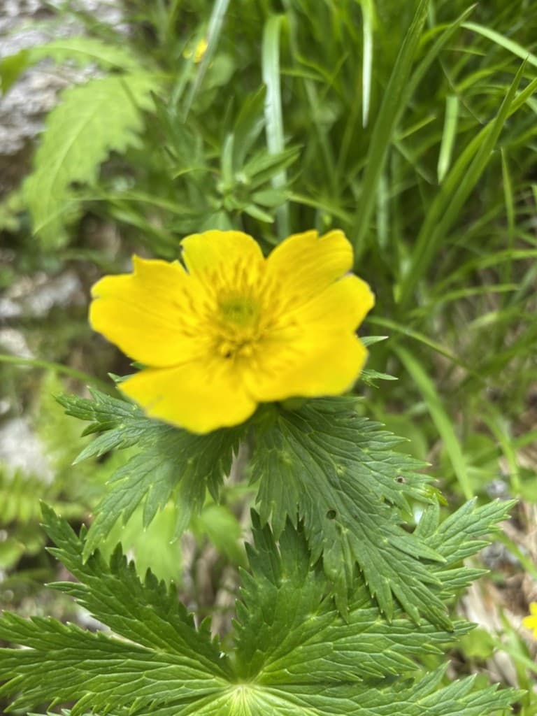 折立から立山参考画像:0