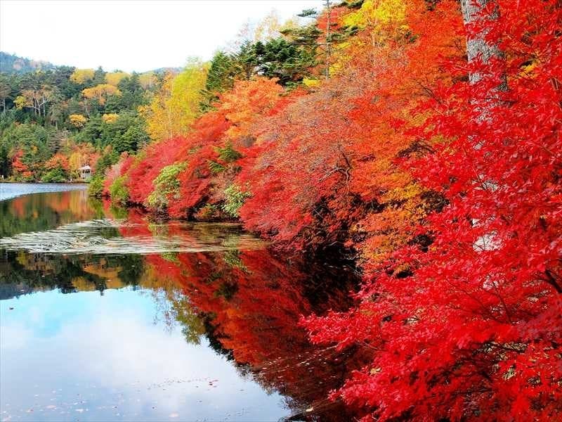 【締切】10月12日(日)白駒池･ニュウ 同行者募集【所沢・東所沢発】参考画像:0