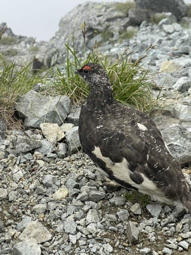 急募！10/19 白馬岳、蓮華温泉登山口から⛰️