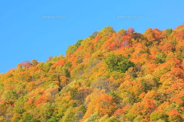 【急募】紅葉🍁10/29愛知発→岐阜·銚子ヶ峰参考画像:0