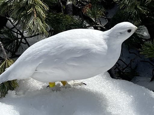 ❄️冬の立山❄️参考画像:2