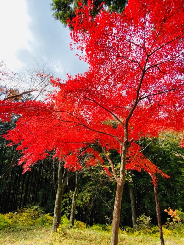 紅葉ベストシーズンの御岳山、日の出山、澤乃井ガーデンで日本酒の試飲！参考画像:0