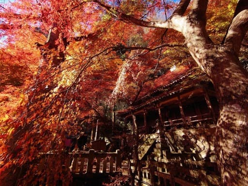 【20時締切】11月22日(土)紅葉の黒瀧山不動寺と観音岩+鍬柄岳 同行者募集【所沢・東所沢発】