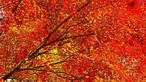 11/21(金) 入道ヶ岳