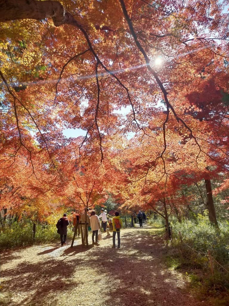 11/29（土）嵐山渓谷紅葉まつり参考画像:0