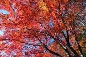 11/29中武生山🍁【あと1名】参考画像:0