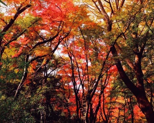 【急募･現地集合】12月7日(日)鎌倉アルプス(天園ハイキングコース)･寺社巡り