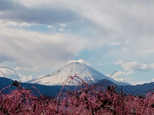 2/11(水)　曽我梅林　関東三大梅林