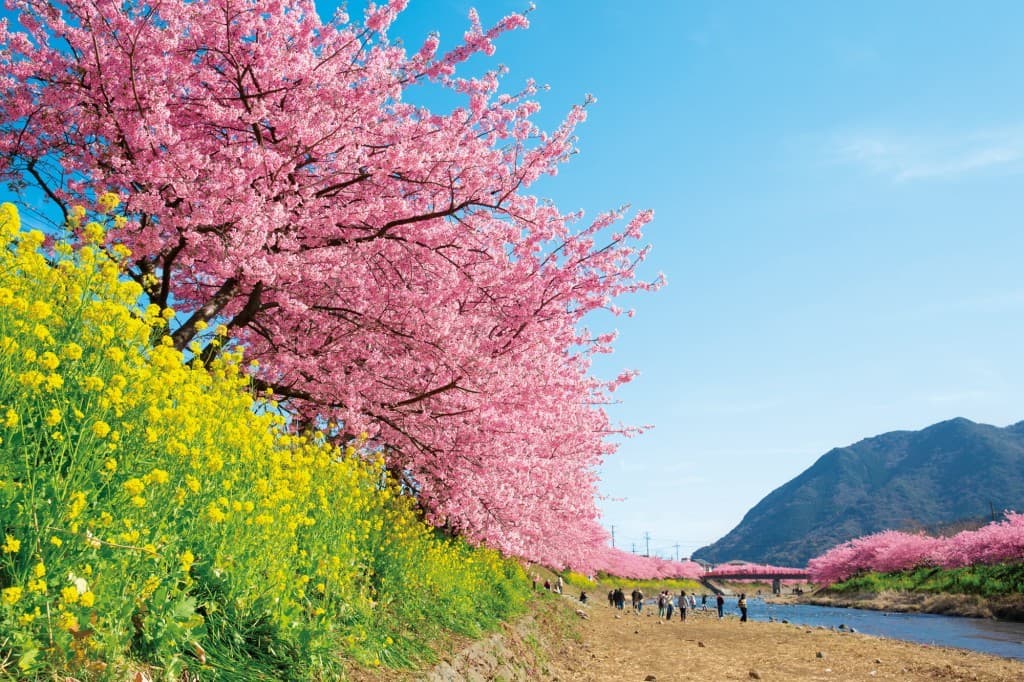 [3/8]三筋山と河津桜まつり参考画像:0