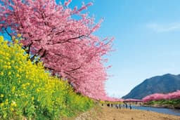 [3/8]三筋山と河津桜まつり