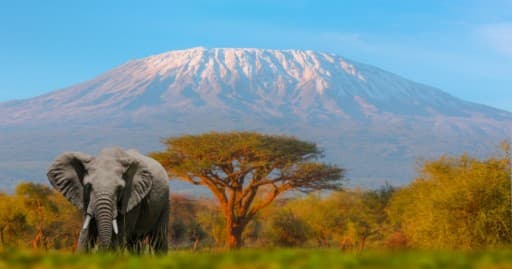 キリマンジャロ 2026