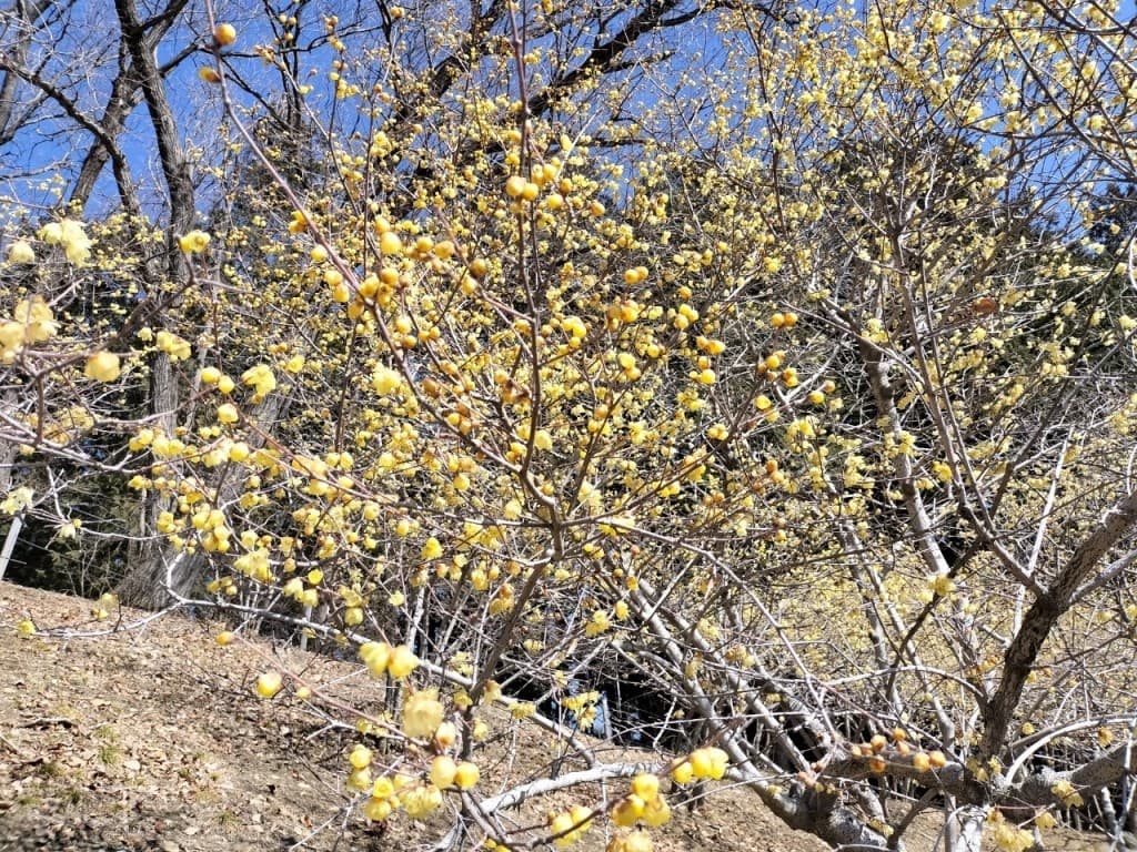 3月1日(日) 宝登山 蝋梅と梅参考画像:0