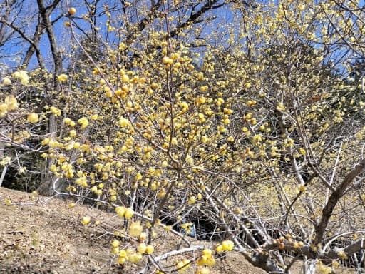 3月1日(日) 宝登山 蝋梅と梅