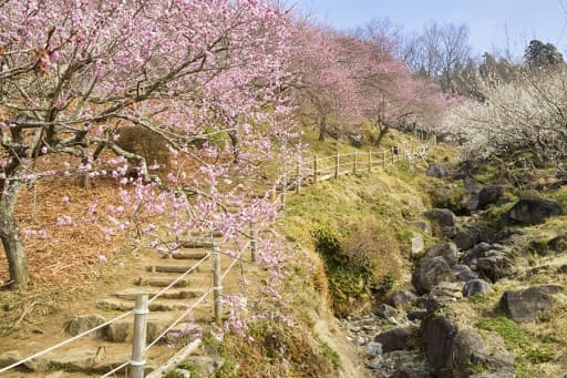 3/1(日)梅と桜と筑波山 同行者募集【秋津･和光市発】