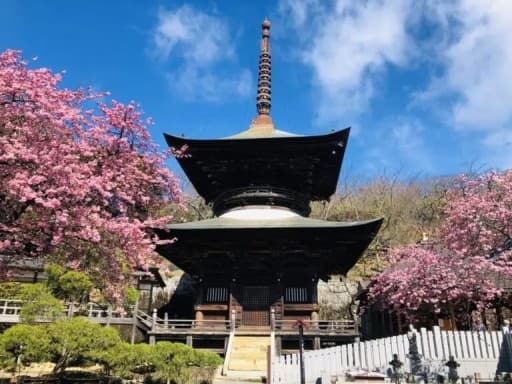 3/1(日)梅と桜と筑波山 同行者募集【秋津･和光市発】参考画像:1