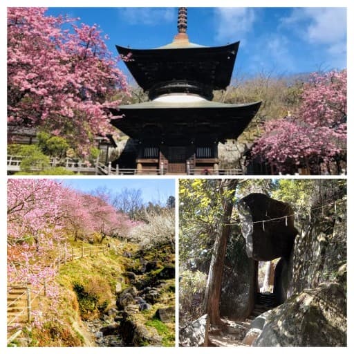3/1(日)梅林と筑波山と雨引観音 同行者募集【秋津･和光市発】
