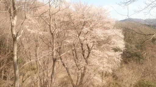 4月5日(日)能勢妙見山体験山行！