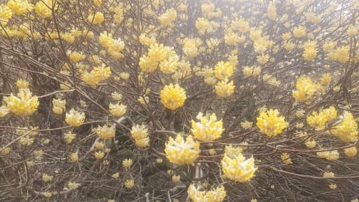 4月5日(日)能勢妙見山体験山行！参考画像:1