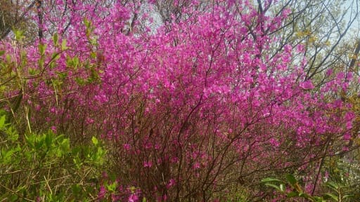 4月5日(日)能勢妙見山体験山行！参考画像:2
