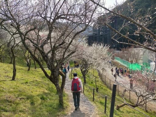 3/15(日)高尾梅郷・梅まつり