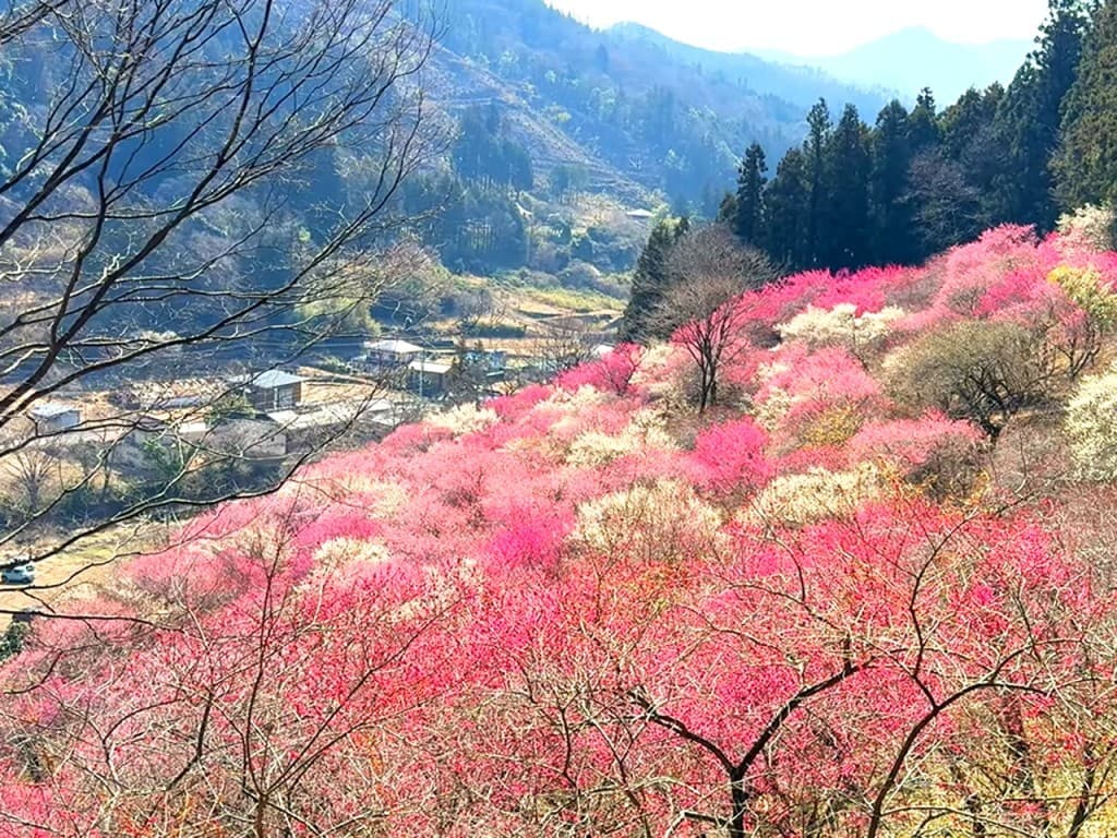 【あと1名】3/15(日)西上州の奇岩じぃとばぁ＆あぶだ福寿草の里 同行者募集【所沢･東所沢発】参考画像:2