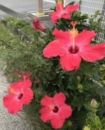 asako