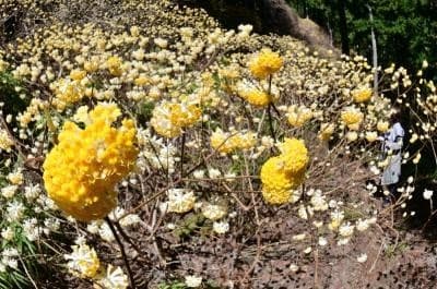 3/20（金）ミツマタ桃源郷・鐘ヶ嶽