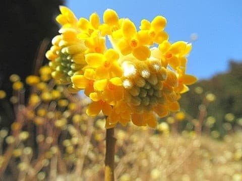 【2名募集】根本山 ミツマタの群生観賞 当日朝都内発