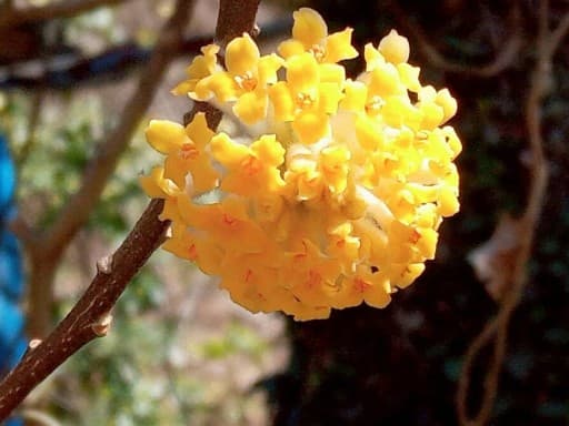 3/21(土)ミツマタ桃源郷・相州アルプス