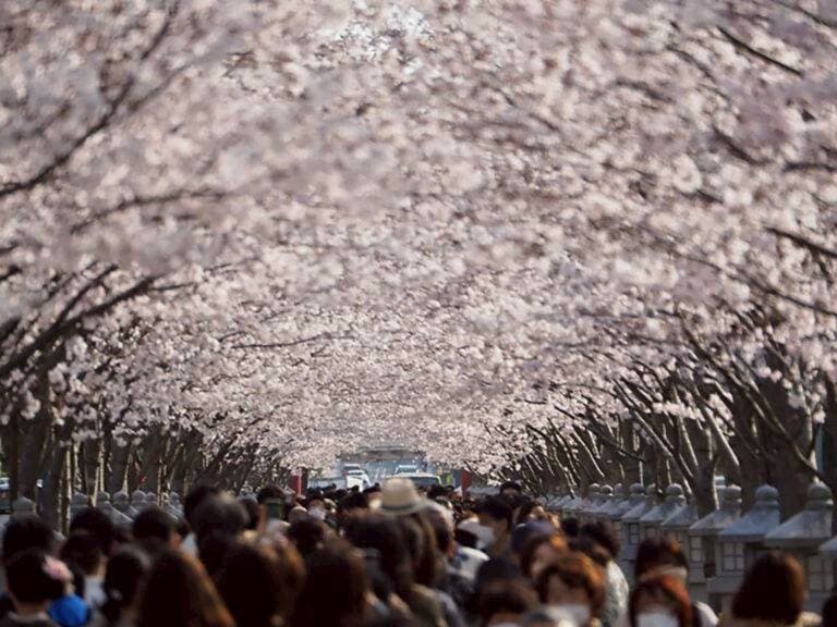 鎌倉で桜🌸を楽しむハイキングと鎌倉観光参考画像:0