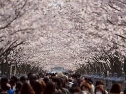 鎌倉で桜🌸を楽しむハイキングと鎌倉観光