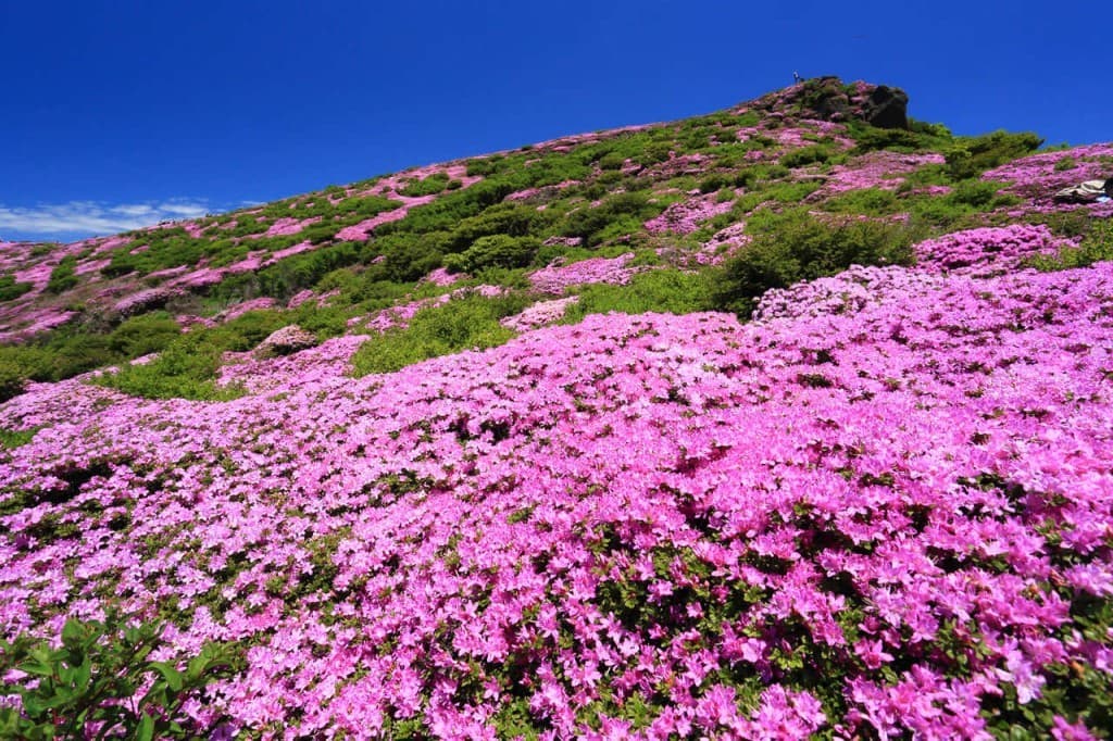 ⚠️現地集合のみ募集【北九州⛰️日本百名山3座】5/18(月)～21(木)🌸ミヤマキリシマ🌸参考画像:0