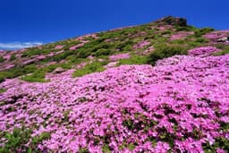 ⚠️現地集合のみ募集【北九州⛰️日本百名山3座】5/18(月)～21(木)🌸ミヤマキリシマ🌸