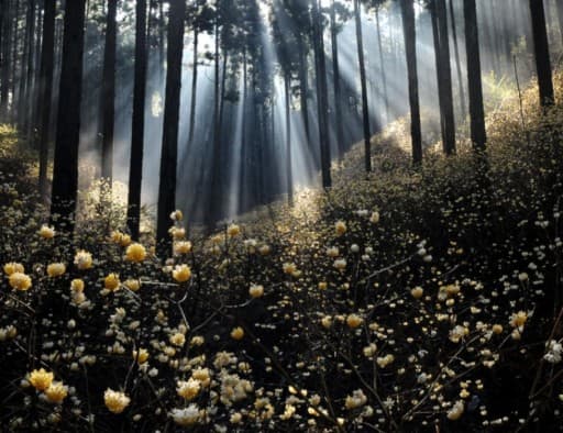 3/28(土)焼森山🌼