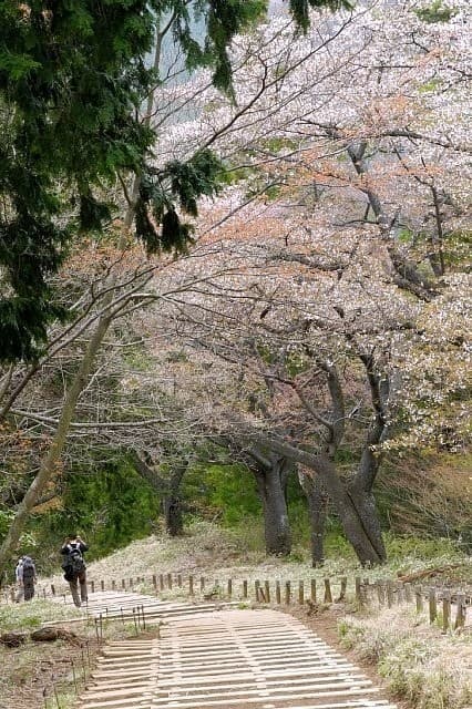 4月12 日 (日)高尾山　千本桜と春の野草（花）参考画像:0