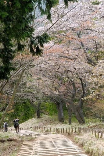 4月12 日 (日)高尾山　千本桜と春の野草（花）