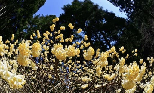 不動尻のミツマタ（3/28or3/29）