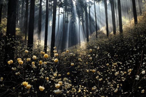 3/29(日)ミツマタ群生地 焼森山 同行者募集【秋津･和光市発】