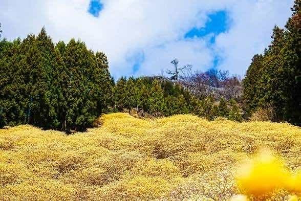 4/5(日)根本山(屋敷山)参考画像:0