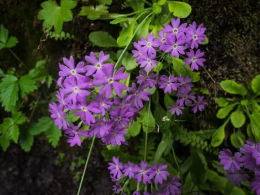 6/13-14(土日)【皇海山】今年復活の庚申山荘泊！花の固有種の時期に合わせて参考画像:1